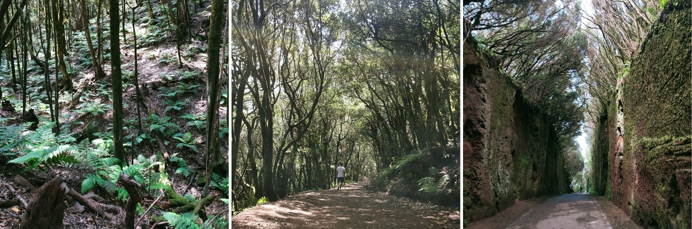 photos illustrant la végétation ancestrale de la reserve naturelle de anaga