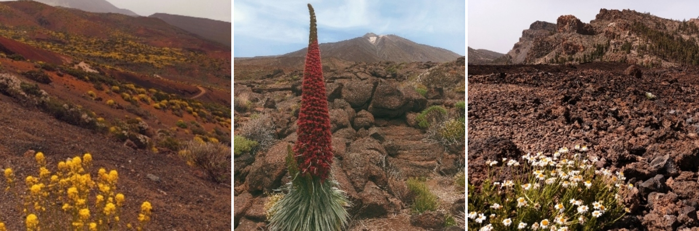 photos illustrant les fleurs endemiques de tenerife comme la tajinaste