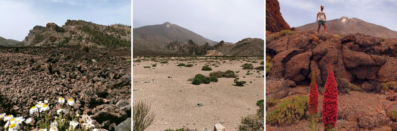 photos illustrant des paysages fleuris du parc national du teide